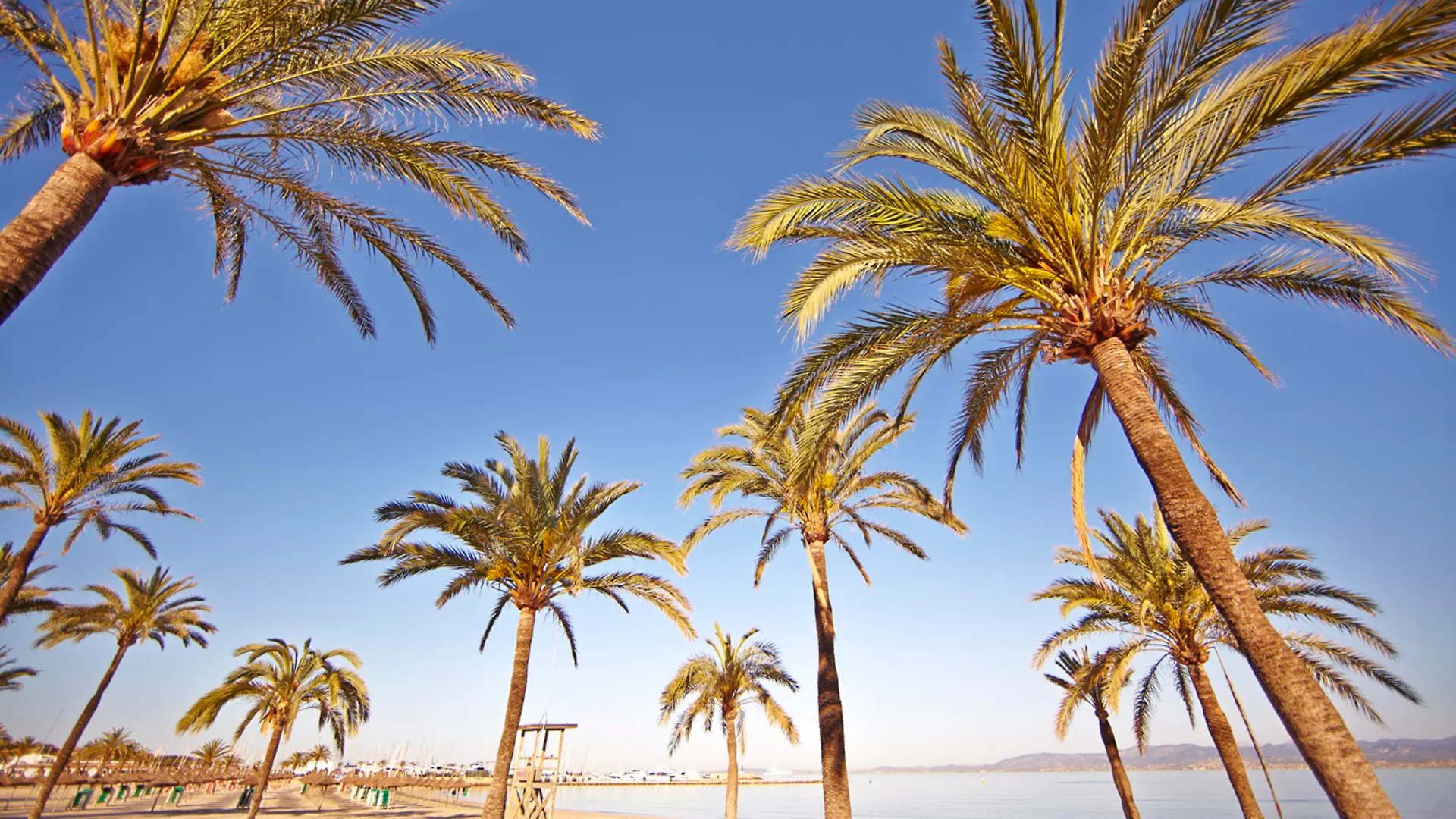 Mll Palma Bay Club Resort El Arenal